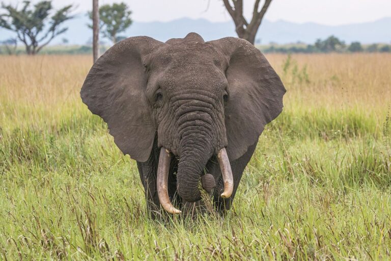 Savanada duran Afrika fili; PostgreSQL'in maskotu filden esinlenilmiştir