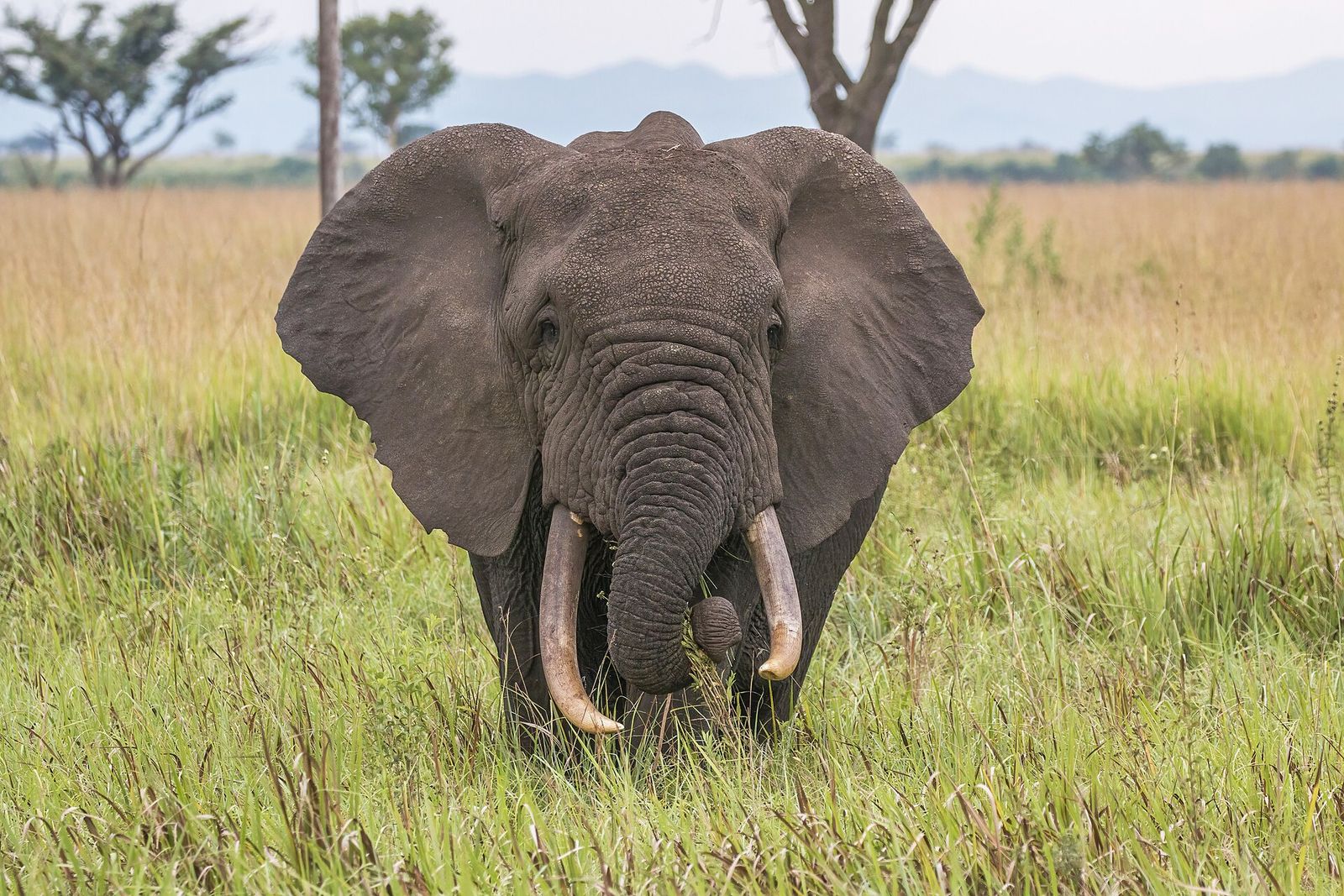 Savanada duran Afrika fili; PostgreSQL'in maskotu filden esinlenilmiştir